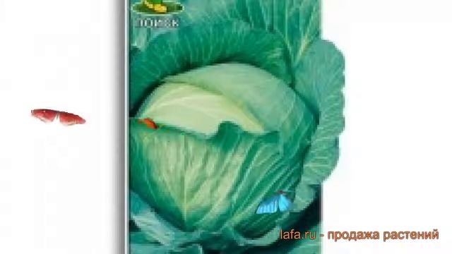 Капуста белокочанная Крюмон F1 (kryumon-f1 kryumon-f1) ? обзор: как сажать, семена капусты Крюмон F смотреть онлайн