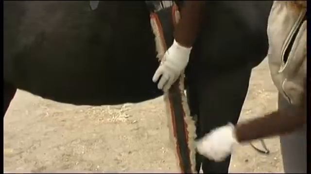 Видео уроки: Как седлать лошадь. Полезные ролики о лошадях смотреть онлайн