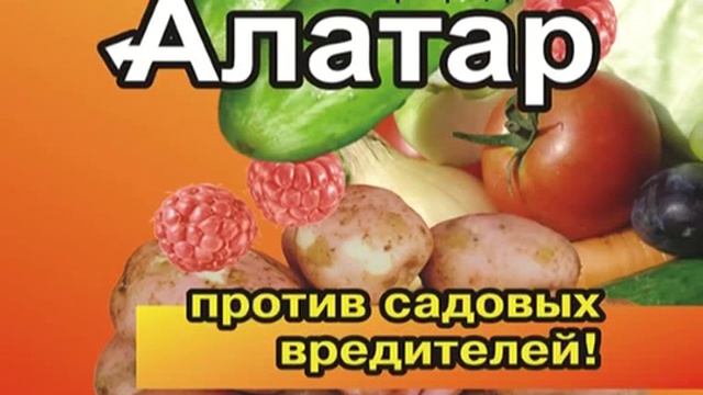 Алатар - что нас в Алатаре привлекает