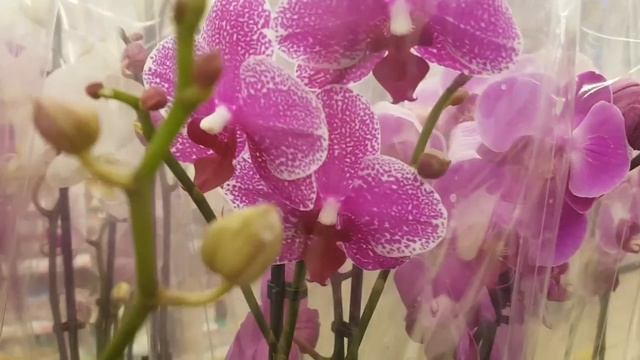 ШИКАРНЫЕ орхидеи к 1 сентября в ЛЕНТА Армада 2 Orchids ORCHID Орхидея ОРЕНБУРГ Обзор ОРХИДЕИ смотреть онлайн
