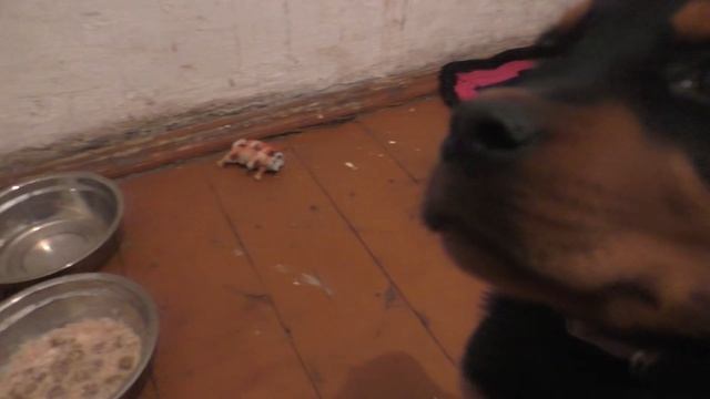 Как что бы собака прекратила есть, сказав одно слово. Ротвейлер смотреть онлайн