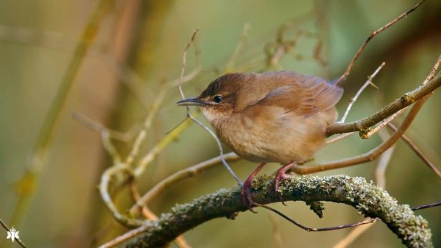Нежная музыка, успокаивает нервную систему и радует душу ? лечебная музыка для сердца и сосудов смотреть онлайн