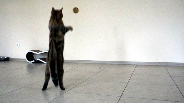 дом по орбите и Филя2.mp4