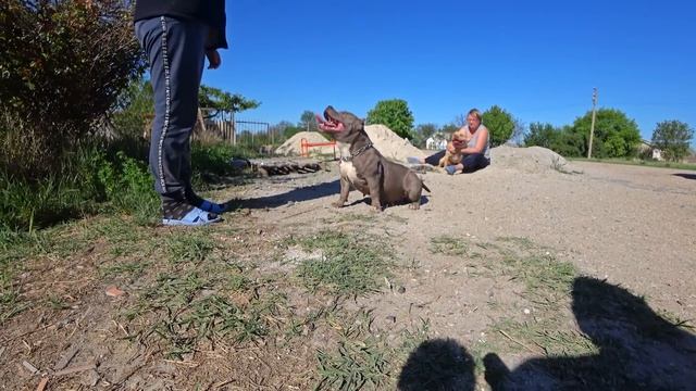 Вязка собак. Что делать если кобель неопытный? смотреть онлайн