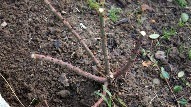 Готовим розы к зиме. Как и зачем укрывать розы на зиму??? смотреть онлайн