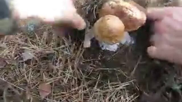 Проверяйте грибы возле срезов! смотреть онлайн