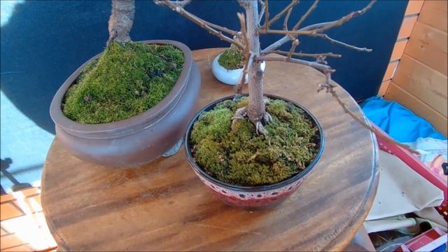Бонсай Мох в бонсайнице для чего 2021 год осень Moss in bonsai why 2021 is autumn смотреть онлайн