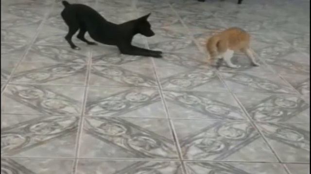 Cachorro X Gato Capoeira смотреть онлайн
