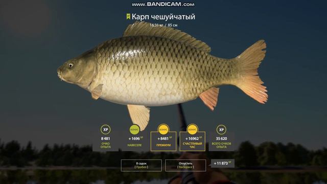 КАРП НА ЯНТАРНОМ.РР4 .РУССКАЯ РЫБАЛКА 4.russian fishing 4. смотреть онлайн