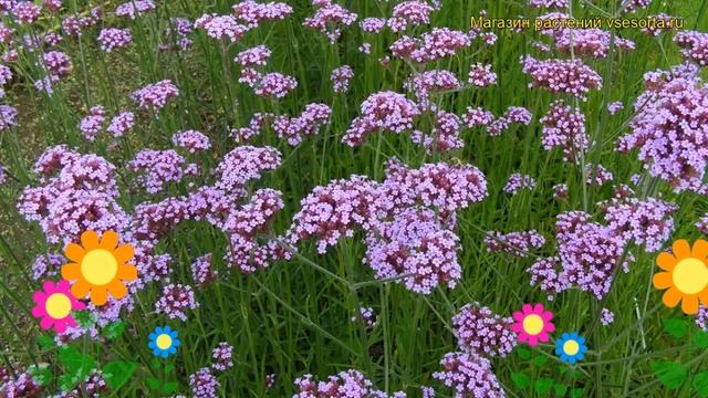 Вербена буэнос-айресская. Краткий обзор, описание характеристик, где купить verbena bonariensis смотреть онлайн