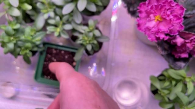 ДЕЛАЕМ ИЗ ОДНОГО РАСТЕНИЯ МНОГО смотреть онлайн