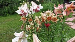 Лилии от- гибриды, ла-гибриды и лонгифлорум.