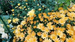 ЗАКЛАДЫВАЕТ, НО НЕ РАСПУСКАЕТ БУТОНЫ! ПОЧЕМУ НЕ ЦВЕТЕТ ХРИЗАНТЕМА?