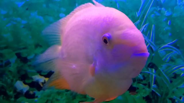 Цихлазома северум или Дискус ложный (Cichlasoma severum) смотреть онлайн