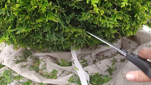 Туя Брабант.Учимся стричь вместе. смотреть онлайн