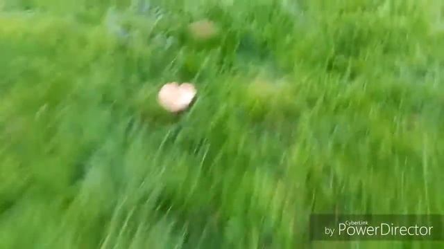 Increíble Rodal con muchísimas Setas (Lepista Nuda , pie azul , pezón azul , borracha , seta morada смотреть онлайн