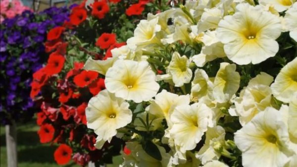 (I) PW Petunia Veranda