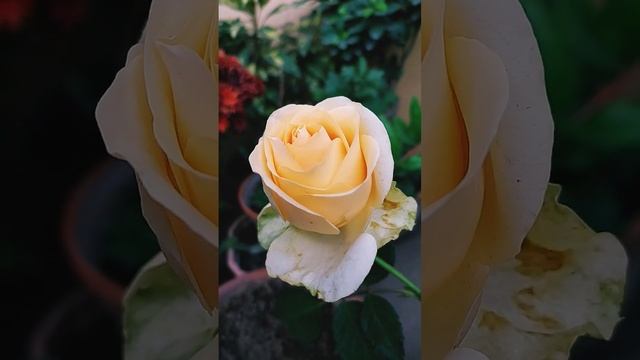 Peach Avalanche Rose смотреть онлайн