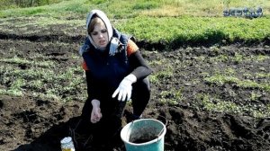 Как сажать фасоль. Выращивание уход посадка фасоль.