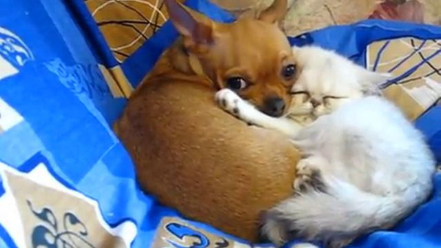 Chihuahua and cat. Puppy chihuahua & kitten exotic in love смотреть онлайн