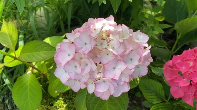 Гортензия Мисс Саори смотреть онлайн