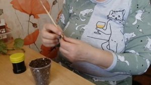 Ампельная бегония Глуар де Лоррен))) Как размножить?? Снимаем черенки и укореняем))