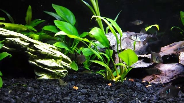 Black Phantom Tetras tank смотреть онлайн