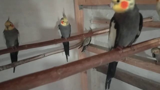 Разведение кореллок, волнистых попугаев, неразлучников. Масковые неразлучники. смотреть онлайн