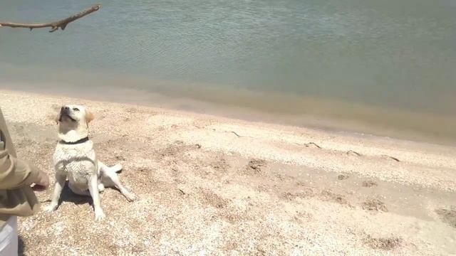 Лабрадор любит плавать в море смотреть онлайн