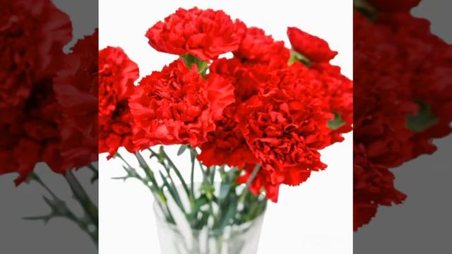 Видео - урок по нетрадиционному рисованию "Гвоздики", воспитатель Елизарова С.Н. смотреть онлайн