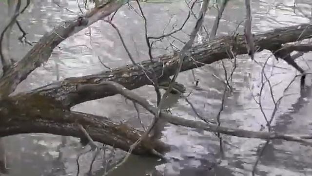 поток воды и дерево смотреть онлайн
