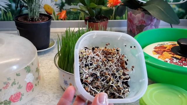 Зелень для канареек..mp4