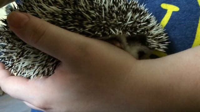 Hedgehog Care: Daily Hedgehog Routine смотреть онлайн