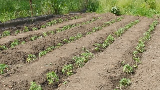 Что нельзя делать с томатами..... смотреть онлайн