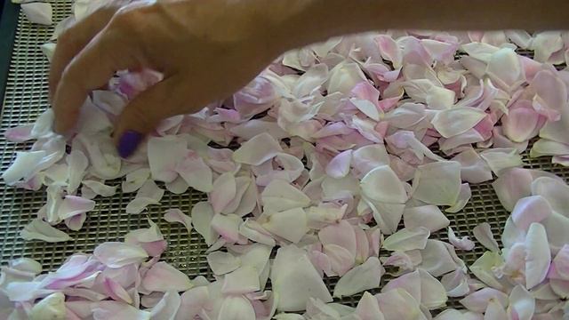 Dehydrating Rose Petals смотреть онлайн