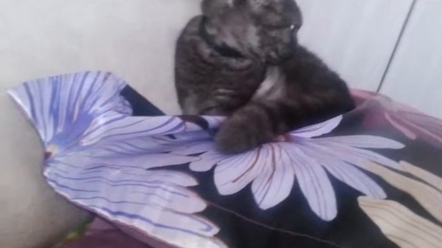 Кошка Тильда "Три на четыре" смотреть онлайн