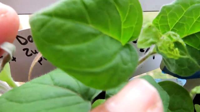 STRICTLY MEDICINAL SEED HAUL & NEW SEEDLINGS FROM @NicoleSmithGardening смотреть онлайн