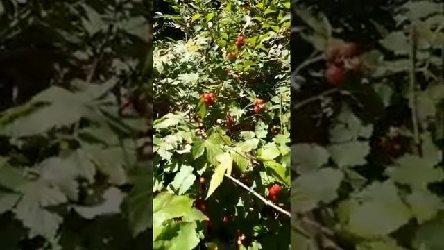 Дальневосточная дикая малина. смотреть онлайн