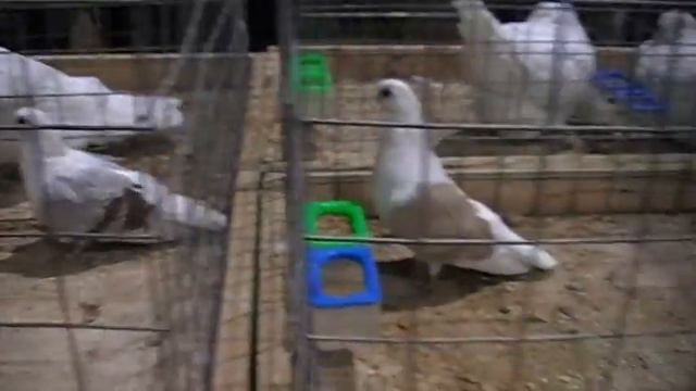 Воронеж выставка 23 11 13 смотреть онлайн