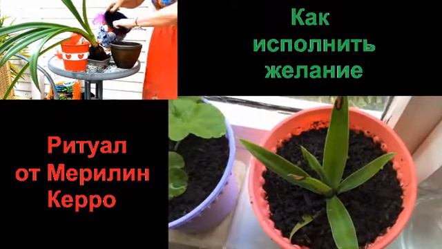 Презентация нового АСМР видео про высаживание желания вместе с комнатным растением смотреть онлайн
