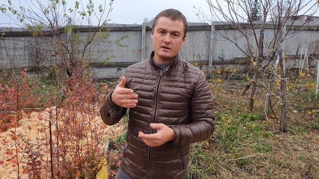 Зачем мульчировать голубику осенью? смотреть онлайн