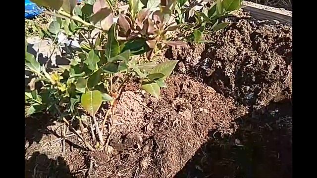 Покраснели листья у голубики. Что делать? смотреть онлайн