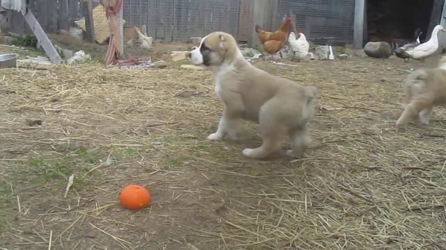 МЫ ДЕЛИЛИ АПЕЛЬСИН.. смотреть онлайн