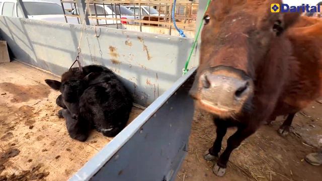 СУТДОР ОНА БОЛА ВА БУГОЗ СИГР НАРХЛАРИ. 14 февраля 2024 г. смотреть онлайн