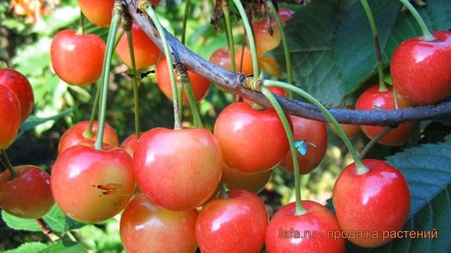 Черешня средний Фатеж (cerasus Avium Fatezh) ? черешня Фатеж обзор: как сажать саженцы черешни Фате