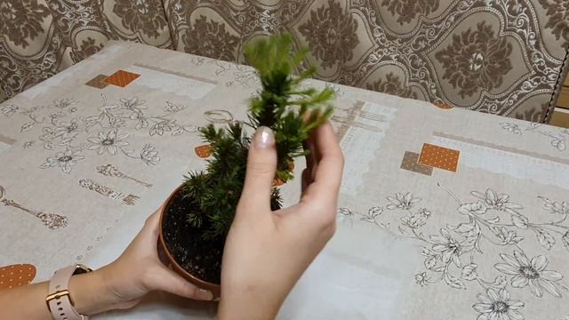 СПАСАЕМ ЁЛКИ ЗА 15 СЕКУНД смотреть онлайн
