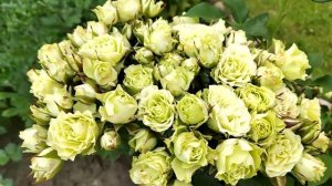 Спрей роза Лувиана