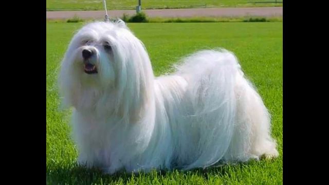 брит корм для собак смотреть онлайн