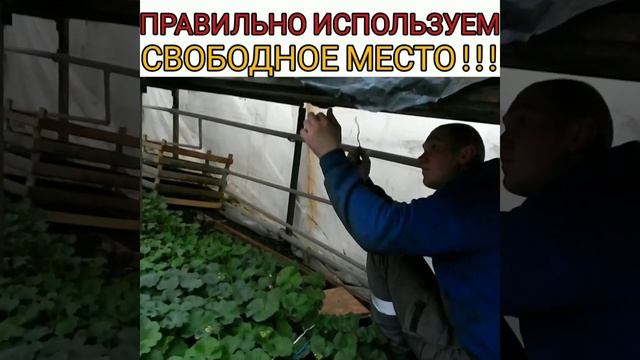 ОТЛИЧНАЯ ИДЕЯ, КОГДА В ТЕПЛИЦЕ МАЛО МЕСТА!ВЫРАСТИТЬ ПЕЛАРГОНИЮ / ГЕРАНЬ / КАЛАЧИК В ТАКИХ УСЛОВИЯХ смотреть онлайн