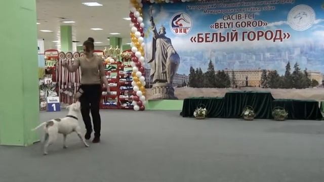 Колесникова Ольга и апбт Ронда. Элементы - 2 место смотреть онлайн